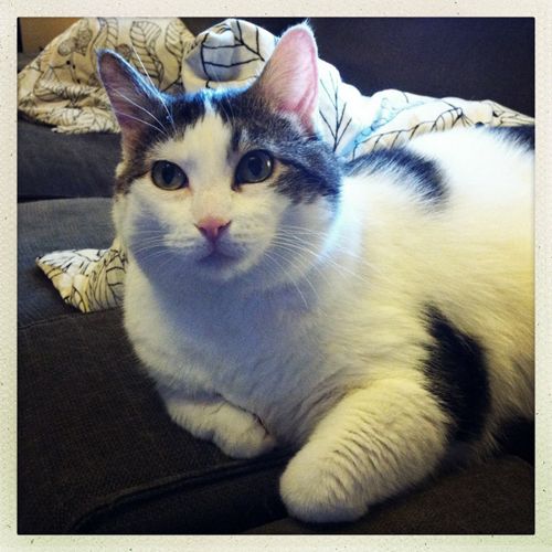 image of Olivia the White-and-Tabby Farm Cat, lying on the arm of the sofa, looking pensive