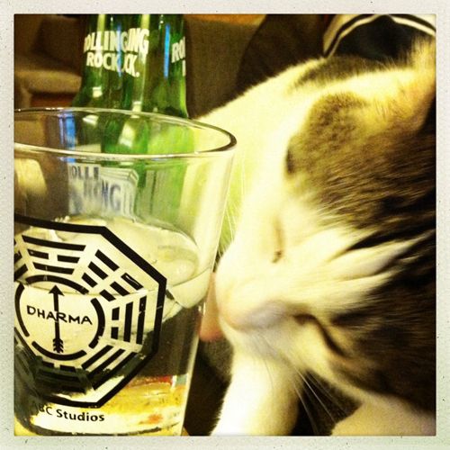 image of Olivia the White and Tabby Farm Cat licking the outside of a water glass with the Dharma logo from Lost on it