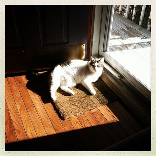 image of Olivia the White Farm Cat lying in the sunshine by the front door