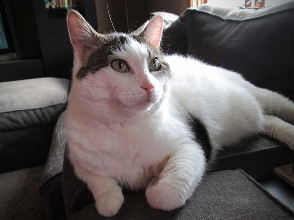 image of Olivia the White Farm Cat sitting on the arm of the couch, staring off into the distance