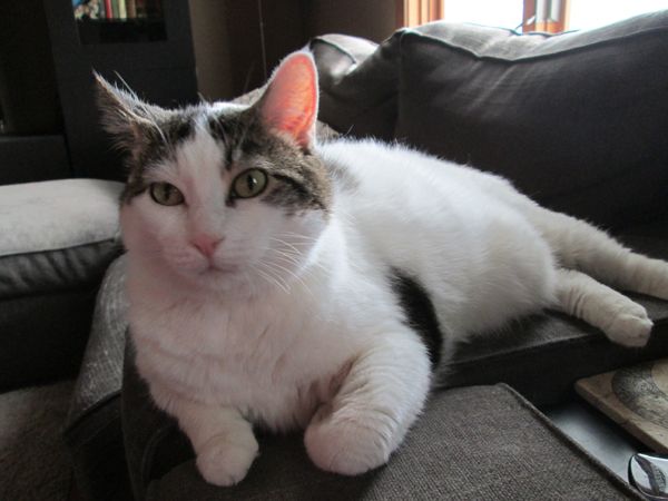 image of Olivia the white farm cat sitting on the arm of the couch, looking desperate for some cuddles
