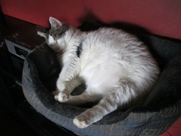 image of Olivia the White Farm Cat, sound asleep in her bed