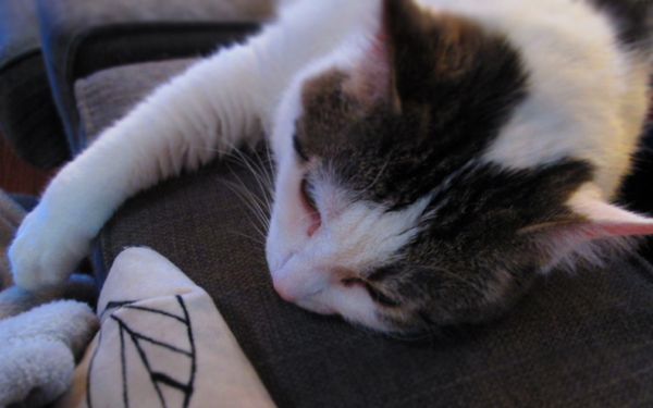 image of Olivia the White Farm Cat lying sleepily on the arm of the sofa