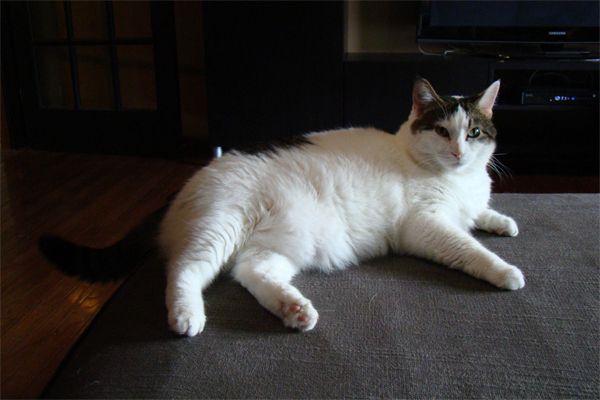 image of Olivia the White Farm Cat lounging on the chaise