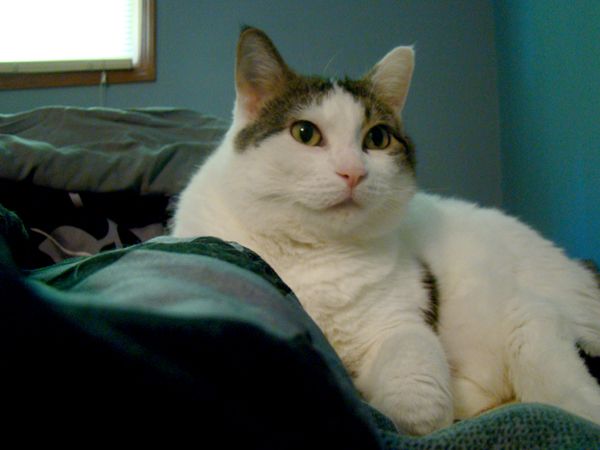 image of Olivia the White Farm Cat snuggled up in a comforter on a bed
