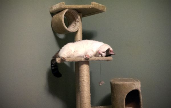 image of Olivia the White Farm Cat asleep on her cat condo