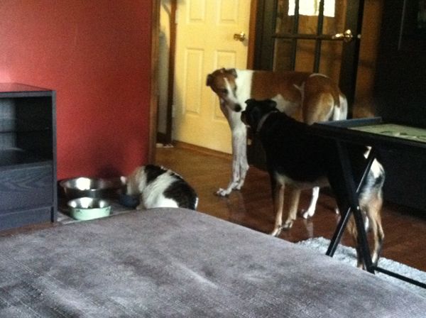 Dudley and Zelda confab while Olivia eats out of one of the dog dishes