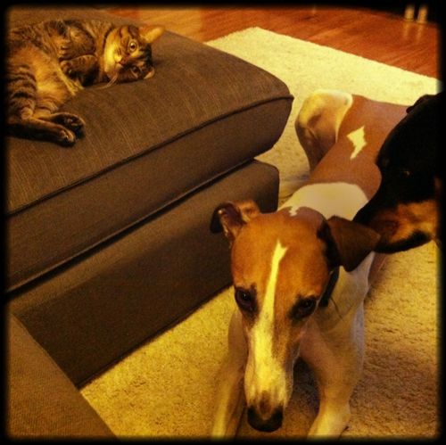 image of Zelda whispering in Dudley's ear, while Sophie lies nearby on the chaise, wide-eyed and alert