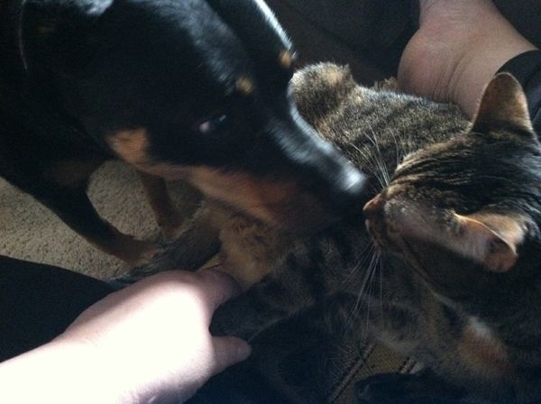image of Sophie, her wee paw in my hand, getting nudges and kisses from Zelda the Dog