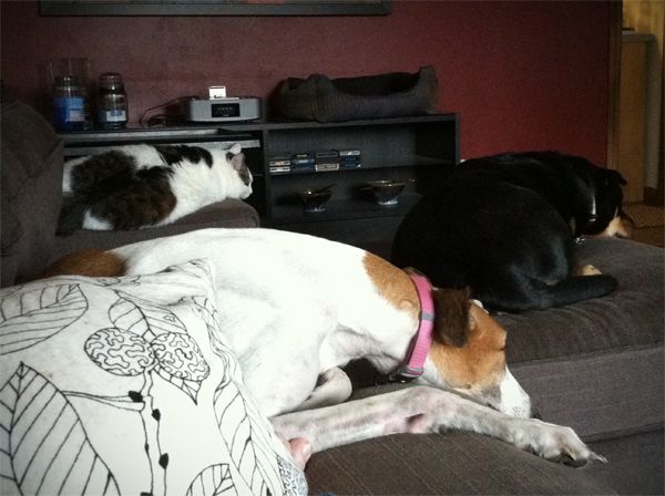image of Olivia the Cat, Dudley the Greyhound, and Zelda the Black-and-Tan Mutt all snoozing on the chaise