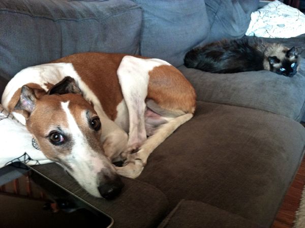 image of Dudley the Greyhound and Matilda the Cat lying on the couch beside each other, looking at me
