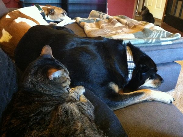 Sophie, Zelda, and Dudley curled up on the couch together