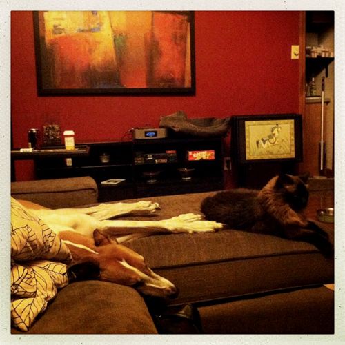 image of Dudley the Greyhound splayed out on the chaise, napping, while Matilda the Cat lounges at his feet