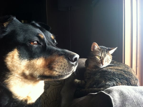 image of Zelda the Black and Tan Mutt and Sophie the Torbie Cat sitting beside each other, looking out the front window