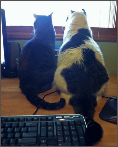 image of Sophie the Torbie Cat and Olivia the White Farm Cat sitting beside one another with their backs to me, watching birds out of my office window