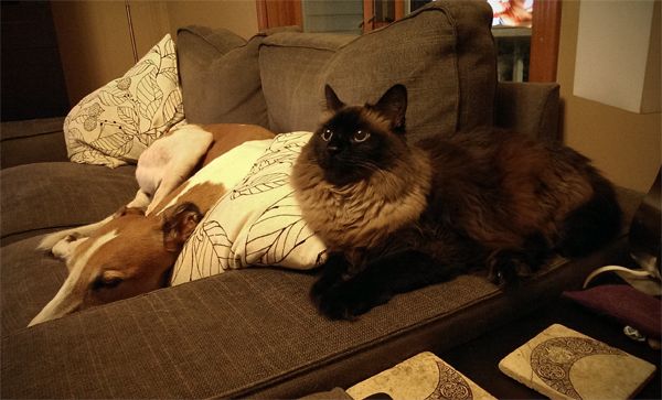 image of Dudley the Greyhound and Matilda the Cat lying on the couch, each leaning on either side of a pillow from different directions