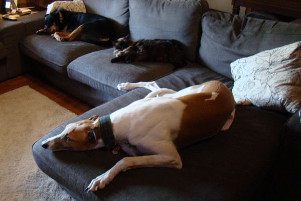 image of Zelda, Matilda, and Dudley all stretched out in a row on the sofa