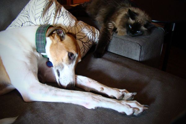 image of Dudley the Greyhound and Matilda the Cat napping together on the cough
