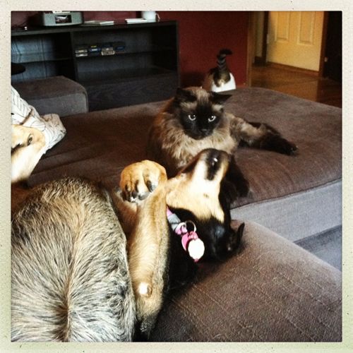 image of Zelda the Mutt lying on her back on the couch with her paws in the air; her head is tilted back looking at Matilda the Cat, who is lying beside her; in the background, Olivia's butt can be seen with her tail in the air