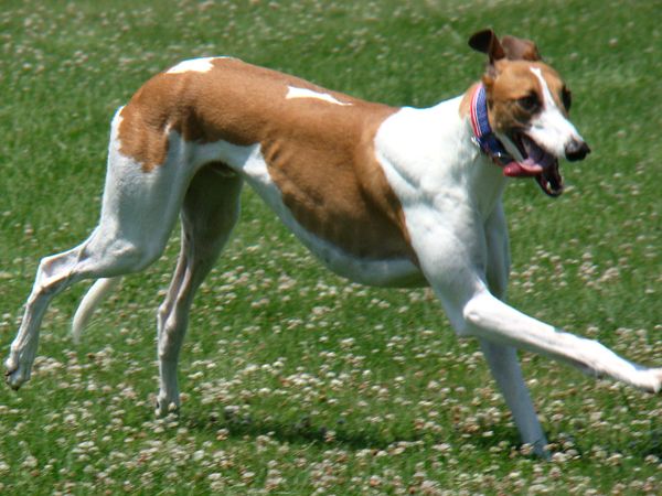 image of Dudley the Greyhound running, a huge grin on his face, his tongue hanging out, and his ears flapping in the wind
