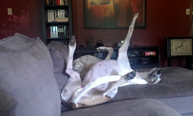 image of Dudley the Greyhound sound asleep on the sofa on his back, with his legs in the air, grinning