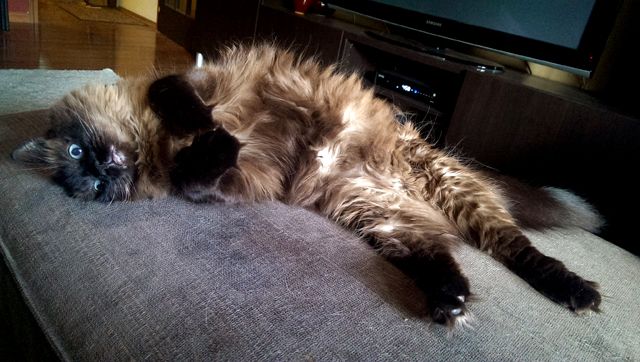 image of Matilda the cat lying on the ottoman on her back, looking like an explosion of fuzz