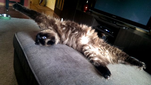 image of Matilda the cat lying on the ottoman on her back, with her back legs stretching one direction and her top half twisted in a totally opposite direction, looking at me upside-down