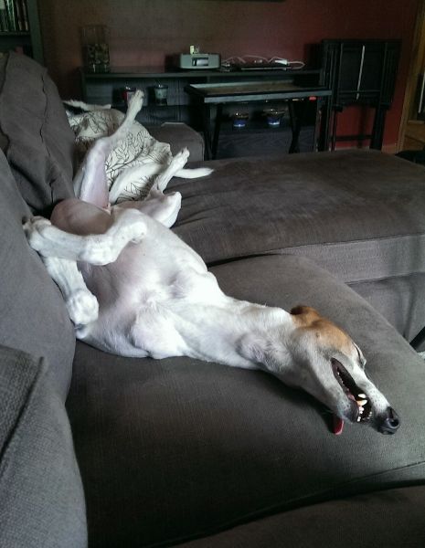 image of Dudley the Greyhound lying on his back on the couch, sound asleep, with his tongue hanging out