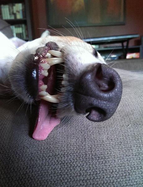 image of Dudley's muzzle, close-up, showing his tongue hanging out and his front two missing teeth