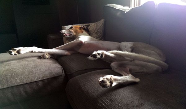 image of Dudley the Greyhound sleeping soundly on the couch, his legs all tangled up