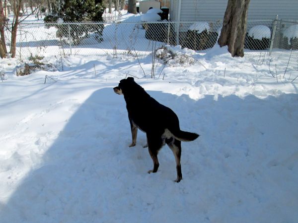 image of Zelda the Black and Tan Mutt standing in the snow in the back garden looking for Dudley