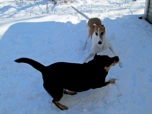 image of the two dogs playing in the snow