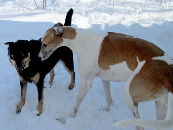 image of the two dogs looking at each other with wild eyes