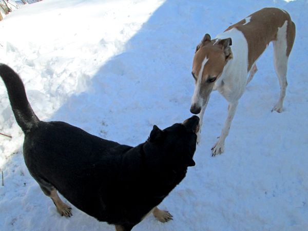 image of the two dogs touching noses