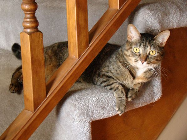 image of Sophie the Cat sitting on the stairs, her head and front legs poking underneath the railing