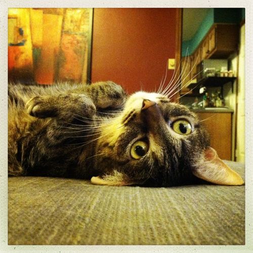 image of Sophie the Torbie Cat lying on her back on the ottoman, looking at me upside-down