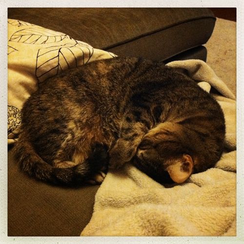 image of Sophie the Torbie Cat curled up into a tiny little ball with her paw covering her nose