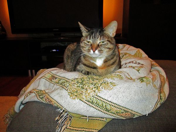 image of Sophie the Torbie Cat lying on an afghan with narrowed eyes (because of the camera flash)