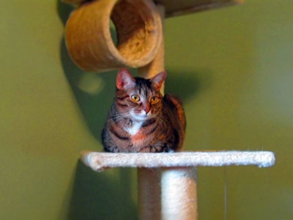 image of Sophie the Torbie Cat sitting on a cat tree in my office