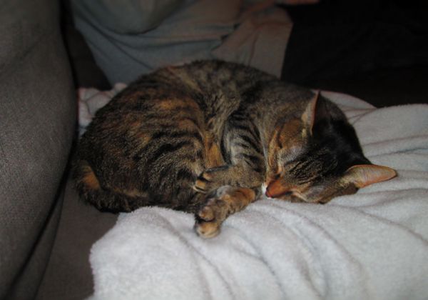 image of Sophie the Torbie cat curled into a ball atop a blanket on the couch, sleeping soundly