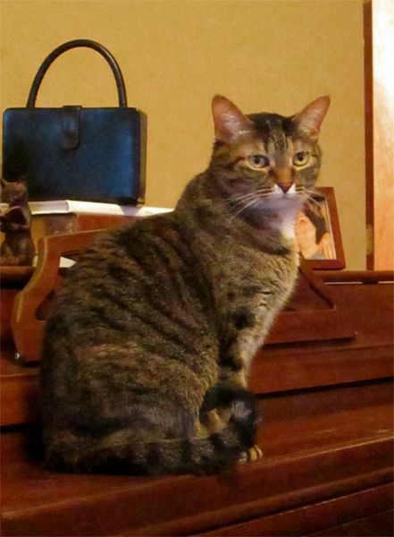image of Sophie the Torbie Cat sitting on the piano like a statue, with her tail curling around her