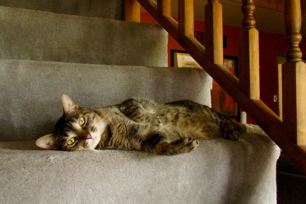 image of Sophie the Torbie Cat lying on the stairs, looking at the camera and being super cute
