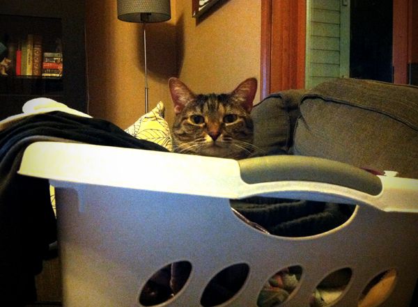 image of Sophie the Torbie cat sitting in a basket of clean laundry