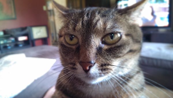 image of Sophie the Torbie Cat's face, right up in mine, while she's sitting on my chest