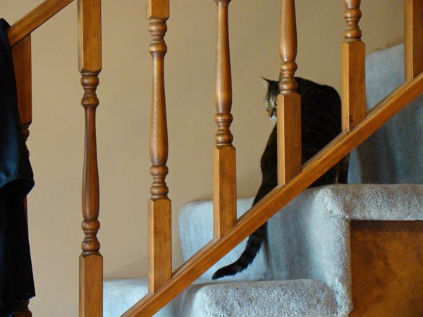 image of Sophie the Cat sitting on the stairs behind the railing