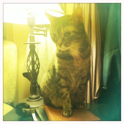 image of Sophie standing on my journal, beside a lamp on an end table