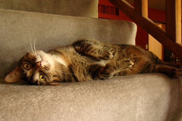 Sophie the Cat, lying on the stairs upside down