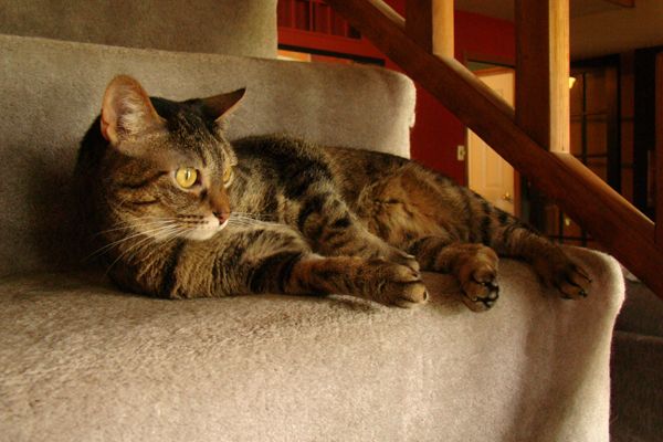 Sophie the Torbie Cat lying on her side on the stairs, staring into space dreamily