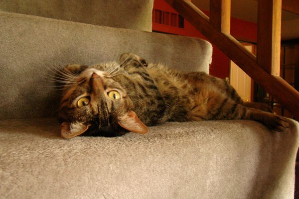 Sophie lying on her back in the same place, looking at me upside-down