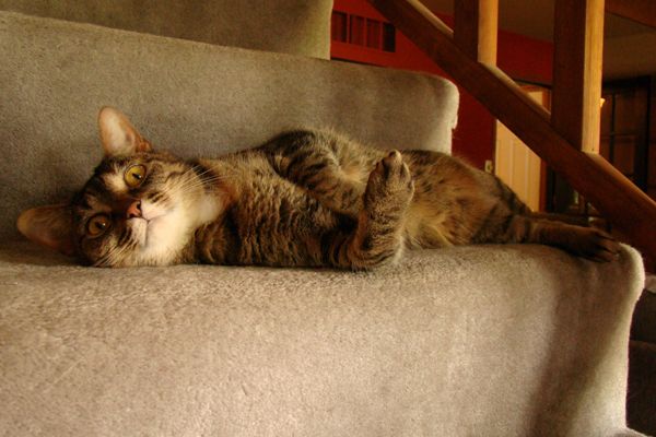 Sophie lying in the same spot, with one paw up and curled in a way that it looks like she's giving me the finger